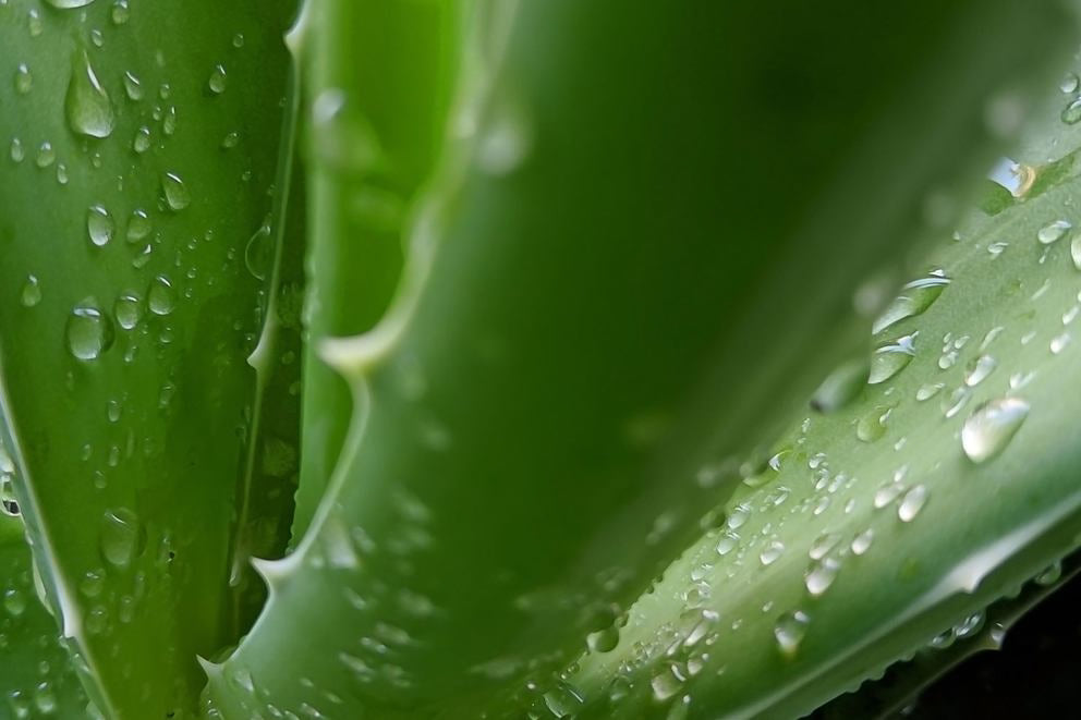 Nahaufnahme Aloe-Vera
