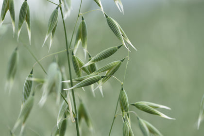 Organic Oats
