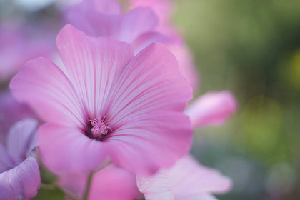 Organic Mallow
