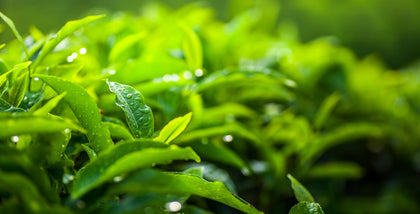 Organic Green Tea