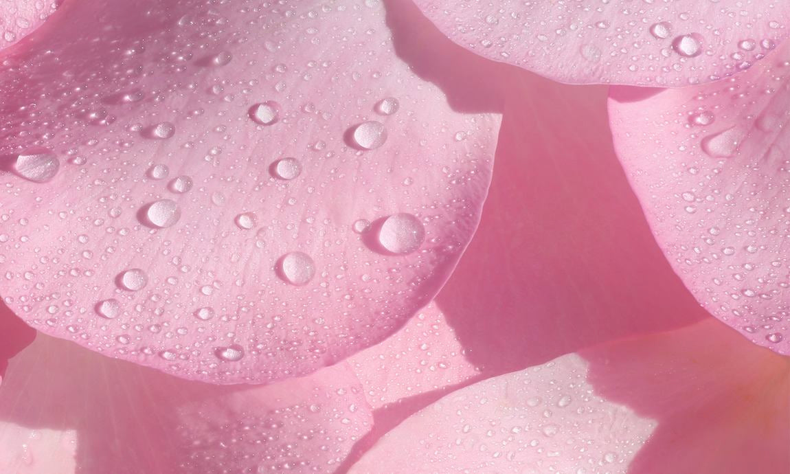 Rosa Rosenblätter mit feinen Wassertropfen